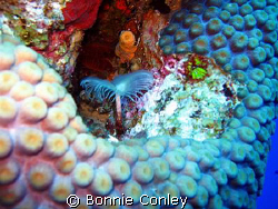 Tiny Dancer.   Photo taken August 2008 in Grand Cayman wi... by Bonnie Conley 